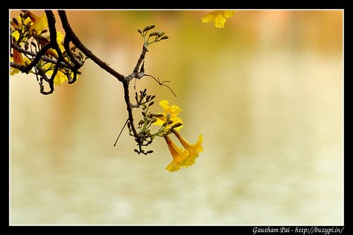 An evening in Lalbagh