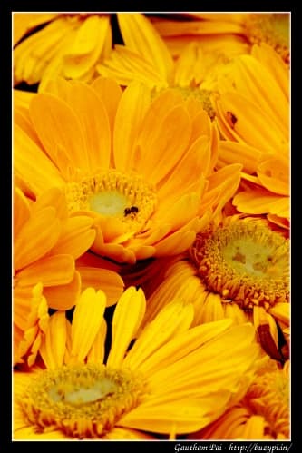 Lalbagh Flower Show - August 2011
