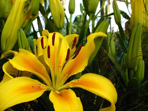 Lalbagh flower show