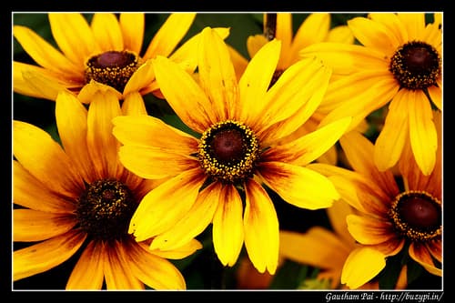 Lalbagh Flower Show - August 2009