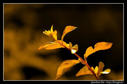 Selective editing using image decomposition and the threshold tool using GIMP