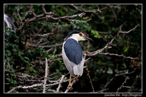 Trips to Ranganathittu, Varthur lake and Sankey Tank