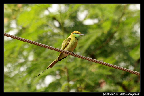 Green-bee-eater-Merops-orientalis-on-the-way-to-Arsikere-via-Holalkere