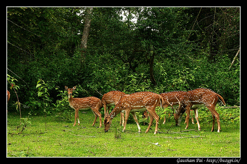 Nagarahole National park