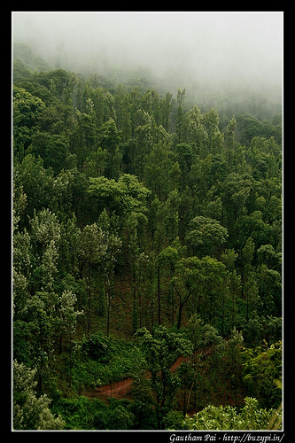 Close to Kemmangundi