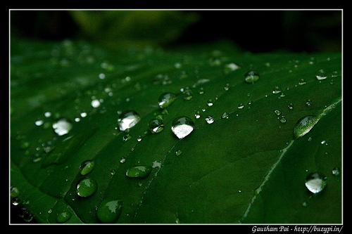 Droplet on leaf