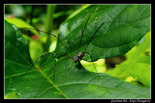 Spider - Kemmangundi