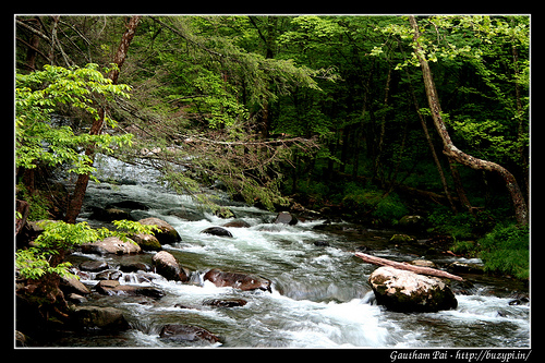 A creek in Elkmont